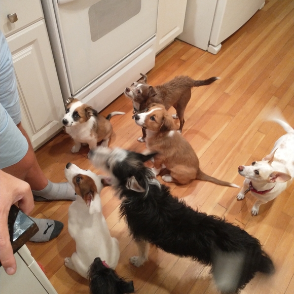 Foster dogs! - Picture 15 of 16